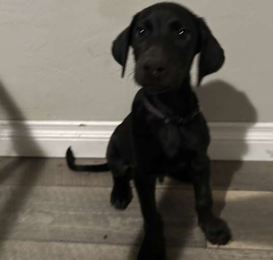 Photo of Bailey