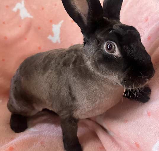 Photo of Miss Terry