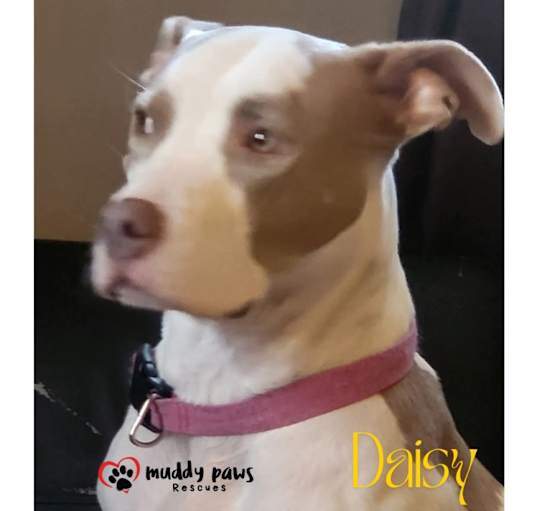 Photo of Daisy (Courtesy Post)
