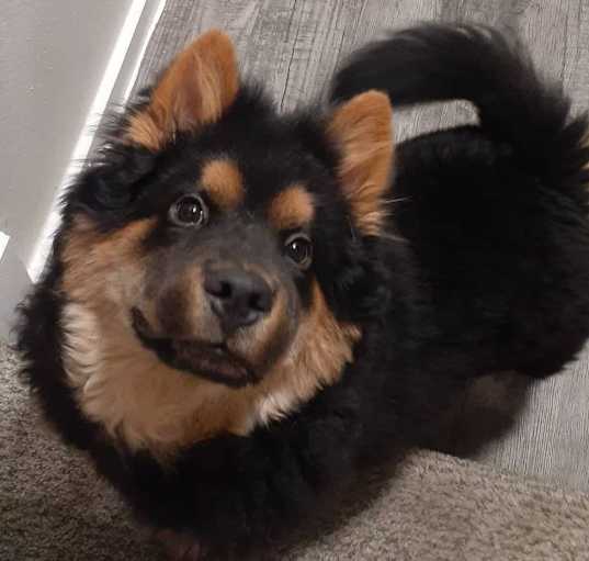 Photo of Mokie