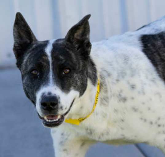 Photo of Indy