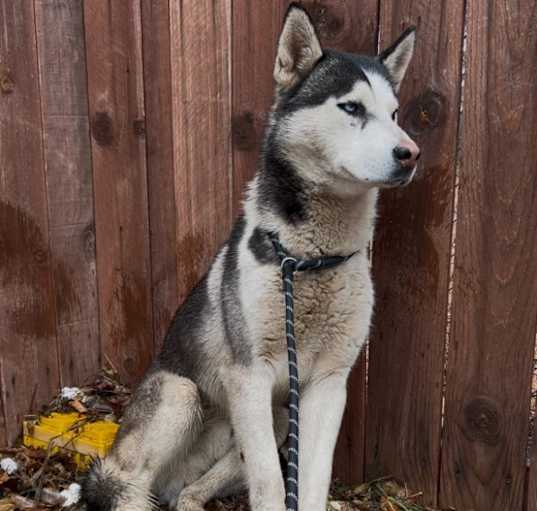 Photo of Bodhi