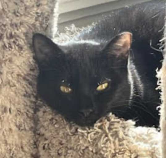 Photo of Velvet