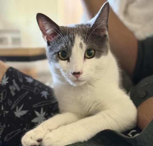 Photo of Zar