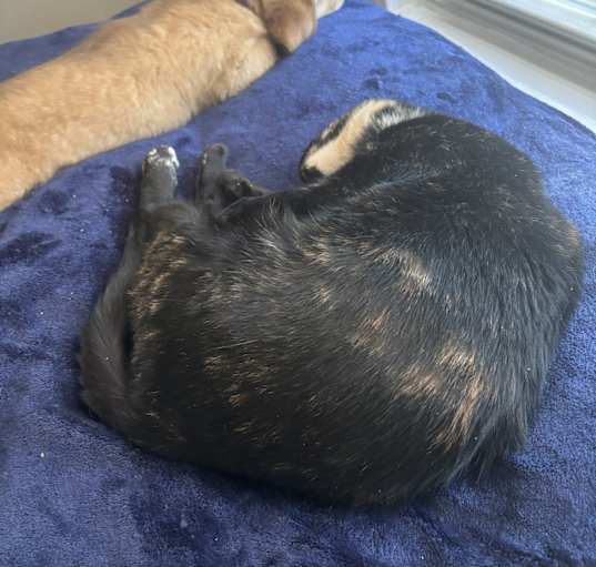 Photo of Nebula (Nebbie)