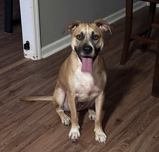 Photo of Buck