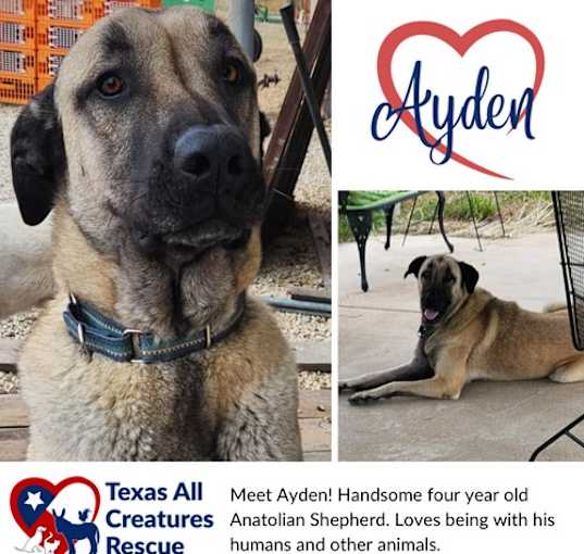 Photo of Ayden