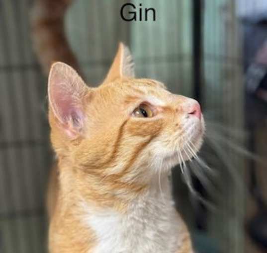Photo of Gin - Center
