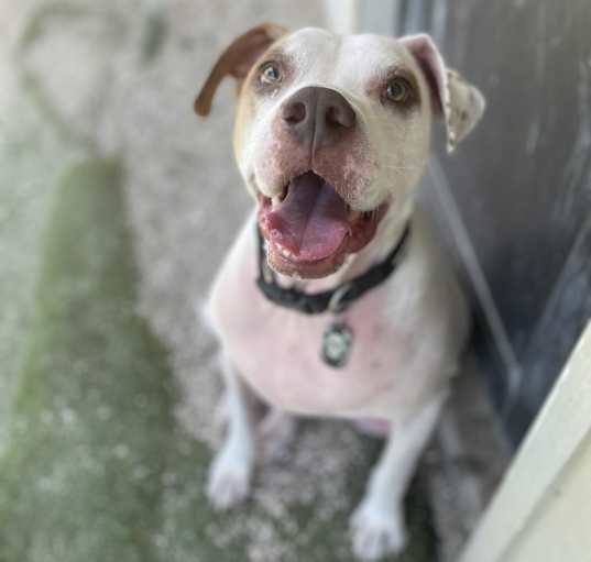 Photo of Rover aka Kobe