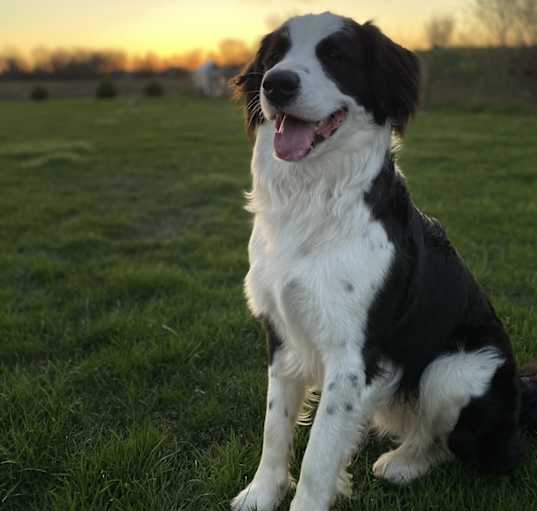 Photo of Maverick