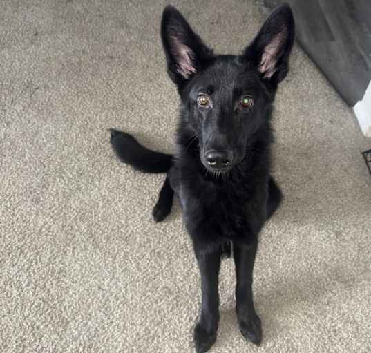 Photo of Onyx