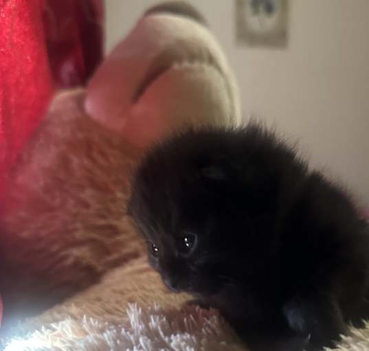 Photo of Starry