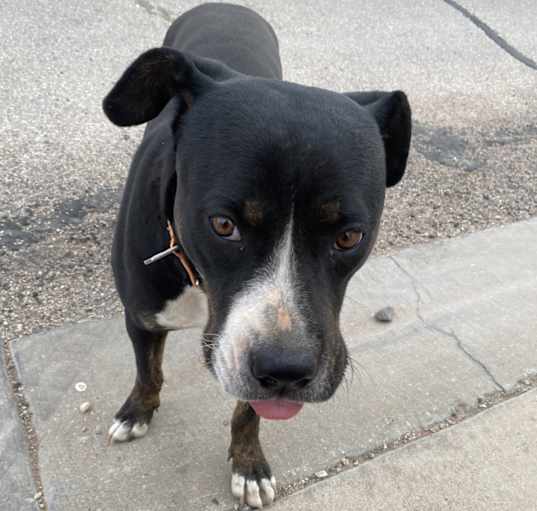 Photo of Stella