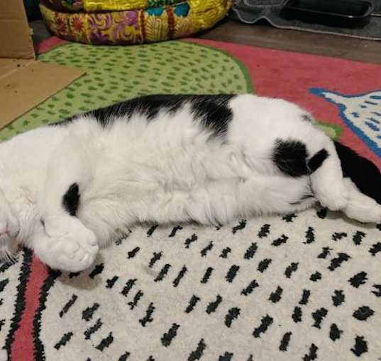 Photo of Dub aka Double Stuff Oreo