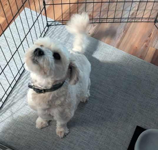 Photo of Raffi