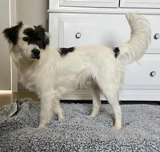 Photo of Buddy