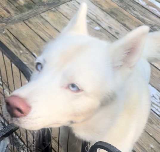 Photo of Ivory