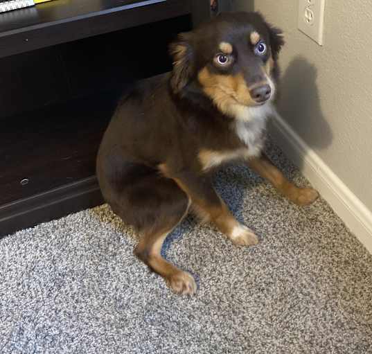 Photo of Clementine