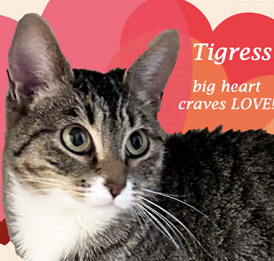 Photo of TIGRESS