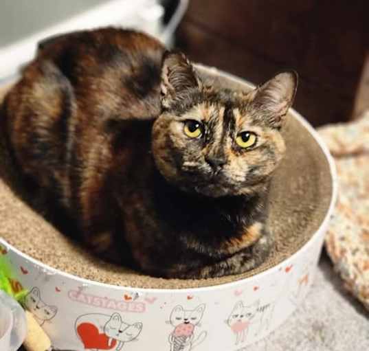 Photo of Spaghetti