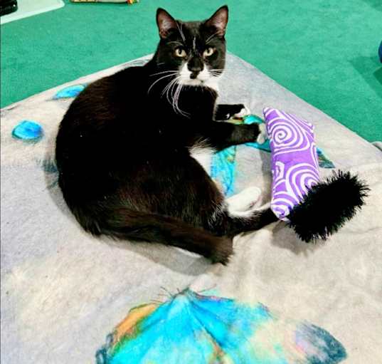 Photo of Prince