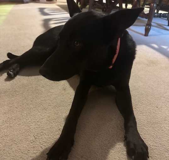 Photo of Willow