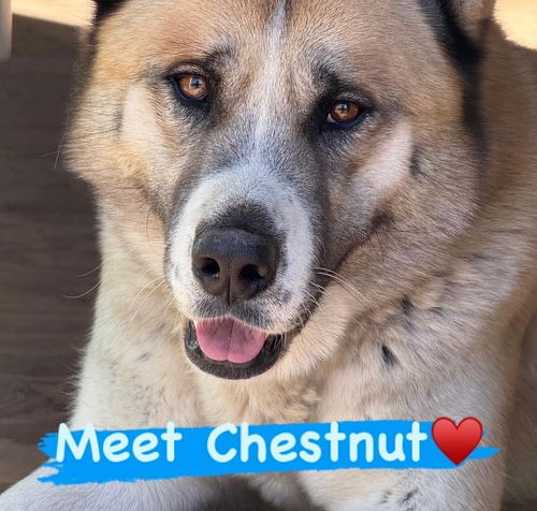Photo of Chestnut