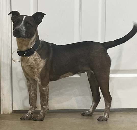 Photo of Mocha