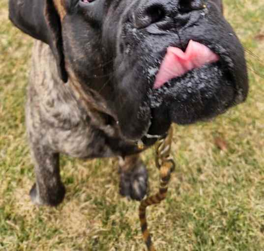 Photo of Chompers