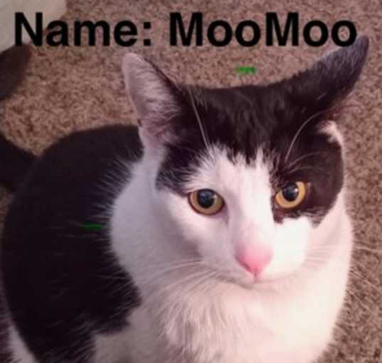 Photo of Moo Moo