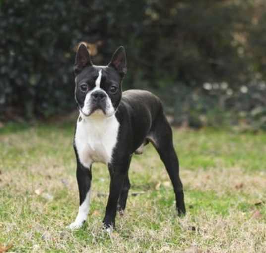 Photo of Brady