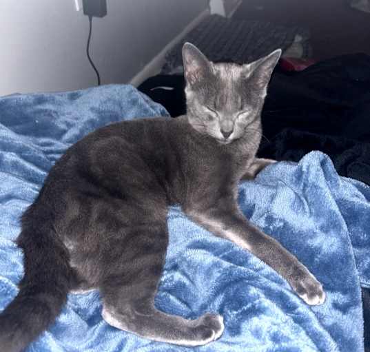 Photo of Roy