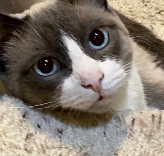 Photo of Koopa