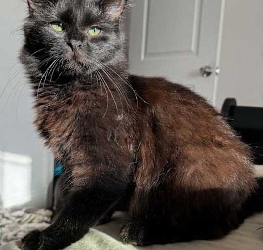 Photo of Ebony