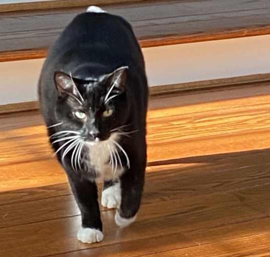 Photo of Kitty