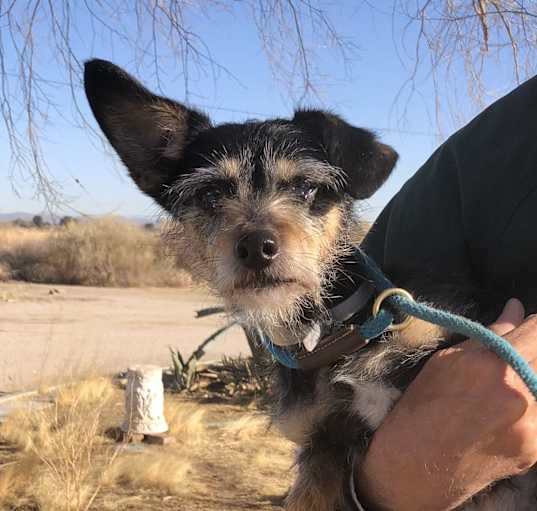 Photo of Puppy (not)