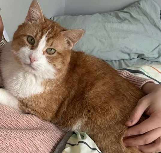 Photo of Tobie
