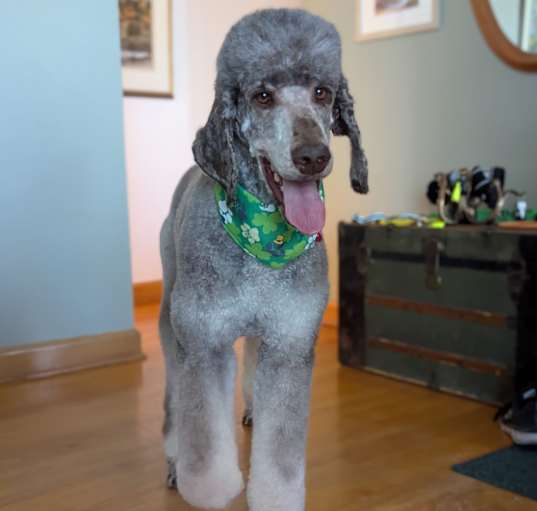 Photo of Benji