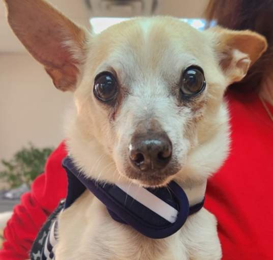 Photo of Chico