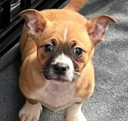 Photo of Bruno