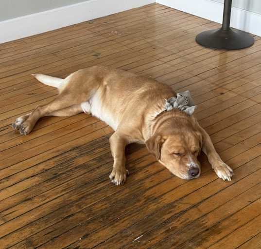 Photo of Duke