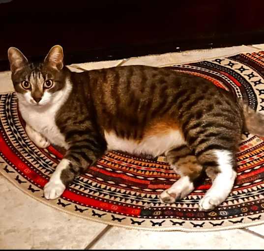 Photo of obie