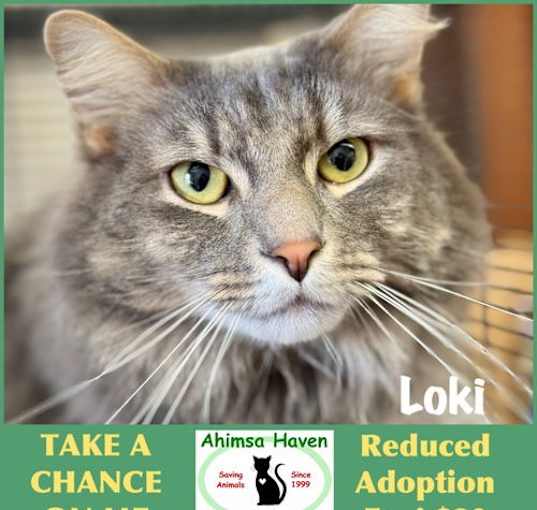 Photo of Loki