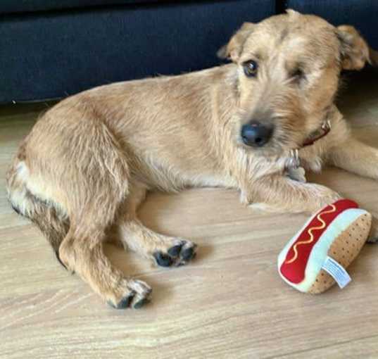Photo of Annie