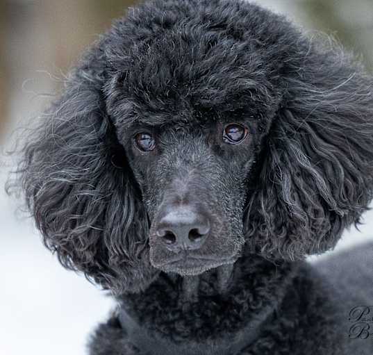 Photo of Rollo