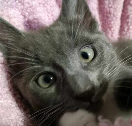 Photo of Grey