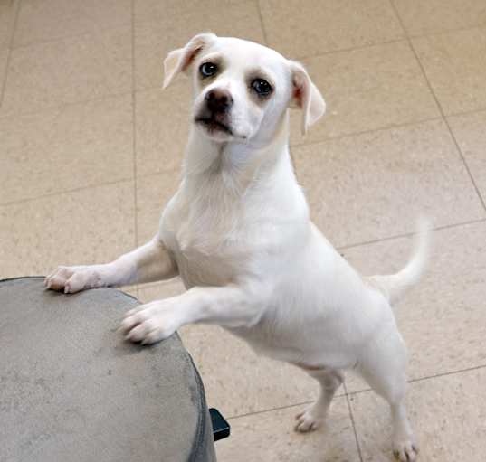 Photo of Cotton