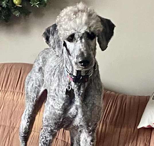Photo of Stormy