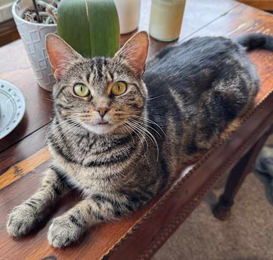 Photo of Callie