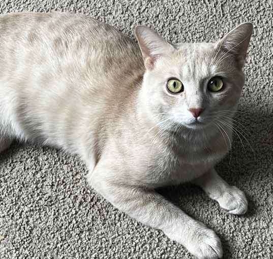 Photo of Loki